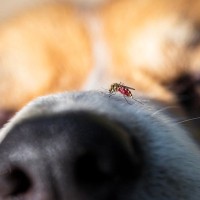 犬が『刺されると危険な虫』3選　虫を寄せ付けない工夫や外出前にすべき対策まで