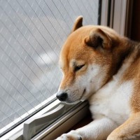 犬の『留守番』が長すぎるとどうなる？何時間まで大丈夫？長時間ひとりにさせる危険性とは