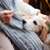 犬が老犬になる前に改善すべきこと4つ　見直した方がいい生活習慣や事前準備まで