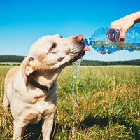 『熱中症』の犬にやってはいけない絶対NG行為3選　症状を悪化させる危険行動まで