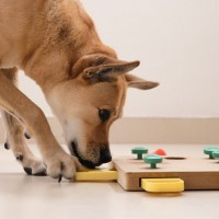 犬のストレスを発散させるための『室内遊び』6選　愛犬を満足させる知育ゲームとは？