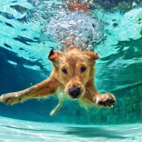 犬と夏を満喫するときにやってはいけない『NG行為』5つ　必ずすべき対策とは？