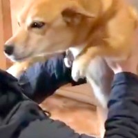 離れて暮らすお兄ちゃんが帰省→犬が玄関までお出迎えをして…尊すぎる『おかえりなさいのご挨拶』に2万いいね「見てて幸せ」「扇風機みたいｗ」