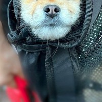散歩中、カバンの中に入る犬→ふと様子を見てみたら『顔面』が…思っていたのと違う光景に爆笑「いい顔してて草」「こういう爺さんいるｗｗ」