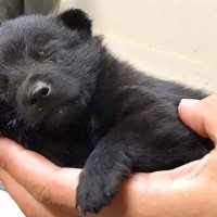 手のひらサイズの赤ちゃん犬→4年後…同じ犬と思えない『カッコよすぎる成長』に1万いいね集まる「子グマから美に…」「可愛すぎる」と絶賛続々