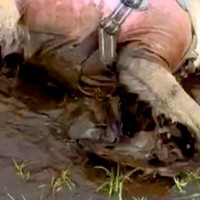 お風呂に入ったばかりの犬が『水たまりを見つけた』結果→絶望するしかない『豪快すぎるイタズラ』に9万いいね「笑ったｗｗ」「良い表情で草」