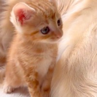 4匹の子猫のお世話をする大型犬→まるで『本当の母親』のようで…想像以上に『愛にあふれた光景』が11万再生「本当に優しい」「ベテラン感ｗ」