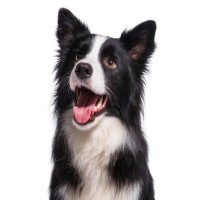 犬の『耳の状態』から気持ちがわかる？感情を読み取るためのポイントや注意点まで