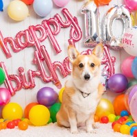 愛犬の『誕生日』何をしてあげたら喜んでくれるの？おすすめの過ごし方や満足させるご褒美まで