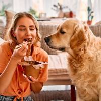 犬が自分のことを『人間』だと思ってしまうのはなぜ？リスクはあるの？愛犬が勘違いする理由まで