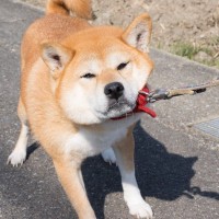 犬が『散歩を嫌いになる』要因3つ　外出に苦手意識を持つようになる飼い主のNG行為とは？