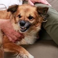 犬が『強がっている』ときにみせる態度5選　本当は怖がっている？不安や痛みを我慢しているサインとは