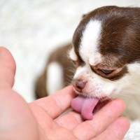 犬が飼い主の『手や顔を舐める』心理5選　愛犬が舐めてきたら、どんな反応をしたらいいの？