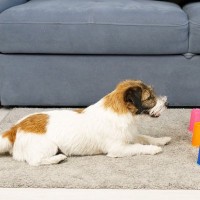 犬が大喜びする『4つの遊び方』愛犬に刺激を与えるおすすめの脳トレや注意点までご紹介