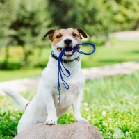 犬の『リード』を使用するときの絶対NG行為5選　今すぐ見直すべき飼い主の誤った認識とは？