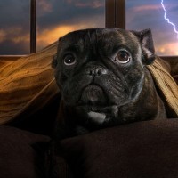 犬が『雷の音』を怖がるときにすべきこと3つ　逆効果となる飼い主のNG行為まで解説
