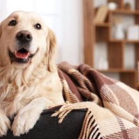 『エアコンの冷房が苦手な犬』の特徴５選　愛犬が快適に過ごすために飼い主がすべきことまで