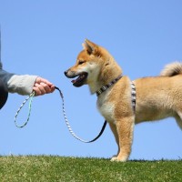 犬が『突然動かなくなる』理由5つ　病気の可能性や病院へ受診する目安とは？