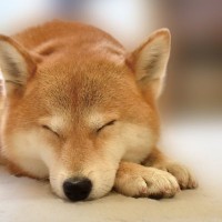 『頑固な犬』の特徴5選　愛犬の性格はどの段階で決まるの？芯が強いワンコの共通点や注意点まで