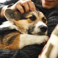 犬に負担がかからない『正しい抱き方』とは？絶対やってはいけない抱っこやNGポイントまで解説