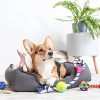 『元気すぎる犬種』3選　とにかく運動が大好きなワンコの特徴や満足させる遊ばせ方まで