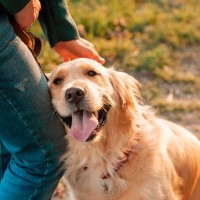犬が『抱っこ』をおねだりしているサイン5選　執拗にアピールしてきたときの適切な接し方まで
