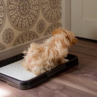犬に対する『間違ったトイレトレーニング』2つ　飼い主のタブー行為や適切なしつけ方法まで