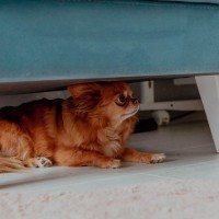 犬が『不安です』と思っていること4選　心配性のワンコがみせるサインや安心させる方法まで