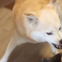 犬が嫌がる『飼い主の行動』3選　愛犬が嫌悪感を抱いているときにみせるサインとは？