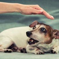 犬が『本気で嫌だ』と思っているときのサイン4つ　我慢の限界に達したワンコがみせる行動とは？