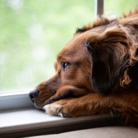犬の『プライド』が傷つく絶対NG行為5選　飼い主の何気ない行動が愛犬を悲しませてしまうことも…