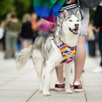 犬を『お祭り』に連れて行くリスク5つ　危険だと言われる理由や考えられる事故まで