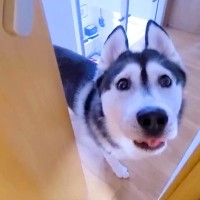 『急いで来てください』と大型犬が呼びに来たので、ついて行った結果→他の犬と猫が…まさかの光景が39万再生「心配なんだね」「いじらしい」