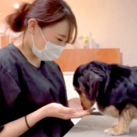 トリマーのお姉さんと仲良しな犬→心を許しすぎてしまい、カット中に…まさかの『ガチ寝』が196万再生「もはや家で草」「人間みたいｗｗ」