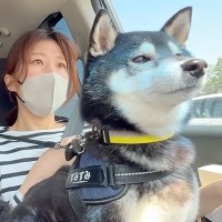 『ピクニックだ！』と大喜びする犬→行き先が『シャンプーされる場所』と気付いたら…想像を超える反応が15万再生「文句言ってて草」「顔がｗ」