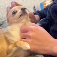 『ご飯を食べたいパパ』VS『絶対に撫でてほしい犬』微笑ましすぎる攻防戦に1万5000いいね集まる「可愛すぎて負け戦ｗｗ」「パパ不憫で草」