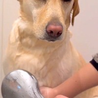 雨の日、散歩から帰った大型犬を『シャワーで温めた』結果→睡魔が襲ってきて…まるで『おじさんのような光景』に反響「顔ｗ」「ネムネムモード」