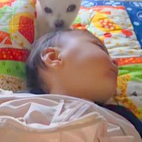 おばあちゃんの家で眠る赤ちゃん→一緒にいた犬が『見守ってくれてる』と思ったら…『尊すぎる行動』に反響「めちゃ可愛い」「ふたりともお利口」