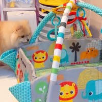 赤ちゃんのために『ベビージム』を設置→なぜか犬が気に入ってしまって…まさかの展開とほっこりする結末に反響「完全に自分の物だと思ってるｗ」