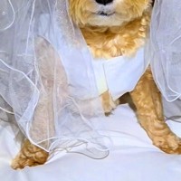 なんとなく『犬にウエディングドレスを着せた』結果→思っていたのと違う『まさかの光景』が158万再生「望まない結婚で草」「似合ってるｗｗ」