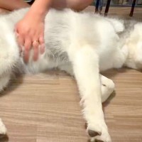 『撫でる場所が違う』と主張するハスキー犬→なぜか飼い主の手を…まさかの『賢すぎる光景』に4万いいね「頭が良すぎる」「偉そうで可愛いｗ」