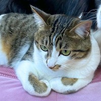 寝ている犬のベッドに、突然やってきた猫→思わずびっくりしてしまって…まるで『アニメのような表情』に5万いいね「顔好きｗｗ」「困惑可愛い」