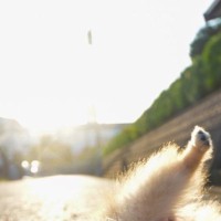 朝日が綺麗だったので『犬を撮影してみた』結果→まさかの体勢になって…思いがけない『奇跡の一枚』に1万いいね「ブレイクダンスｗ」「AIかと」