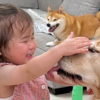 娘と柴犬を連れて実家に帰省したママ→帰宅後、待っていたパパと大型犬が…微笑ましすぎる『家族の再会』が24万再生「嬉しさ爆発」「泣けた」