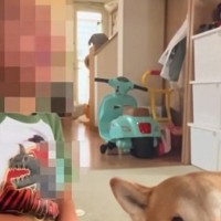 小さな男の子が『犬とベッドの取り合いをした』結果→負けて号泣してしまい…人間のような『気まずそうな表情』に爆笑「チラ見で草」「目がｗｗ」