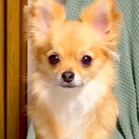 ふと『ソファーでくつろぐ犬』を見てみた結果→なぜか足が…思わず二度見する『まさかの姿勢』が33万再生「跳び箱で草」「ちょい内股ｗｗ」