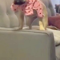 犬に服を着せている最中『仕事の電話』がかかってきた結果→ふと振り返ると…『衝撃的な光景』が677万再生「めっちゃ怒ってて草」「反則ｗｗ」
