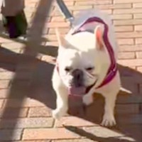 散歩中、リードを持つ人が『飼い主じゃない』と気付いた犬→思わず二度見して…露骨すぎる『態度』が61万再生「お前誰って目が好き」「顔ｗｗ」