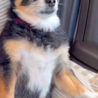 『車でドライブだ！』と思っていた犬→到着したのが『病院』と気づいた瞬間…この世の終わりのような『絶望』に爆笑「悟ってて草」「嫌なのねｗ」