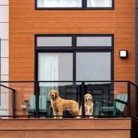 『ペット可のマンション』で犬を飼うときの注意点5つ　知っておくべきルールとは？